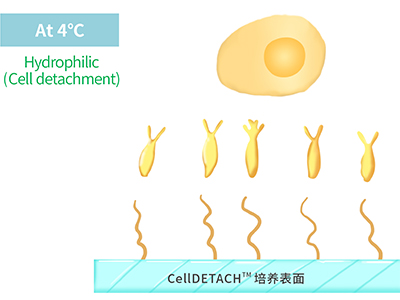 4℃时，温敏聚合物涂层为高分子伸直状态，表现为亲水性，利于贴壁细胞的脱落