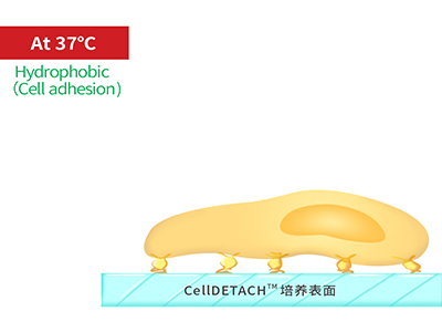 37℃时，温敏聚合物涂层为高分子卷缩状态，表现为轻度疏水性，更有利于细胞的贴附