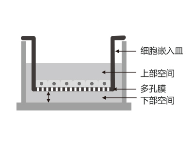 悬挂式设计，嵌入皿移细胞嵌入皿移动时单层细胞不受影响上部空间 ，还能防止培养液通过中毛细作用流失